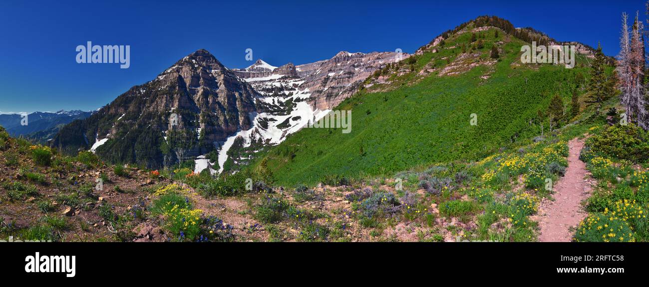 Timpanogos Peak Vista trasera senderismo Primrose vista Horse Spring Trail Wasatch Rocky Mountains, Utah. Estados Unidos. Foto de stock