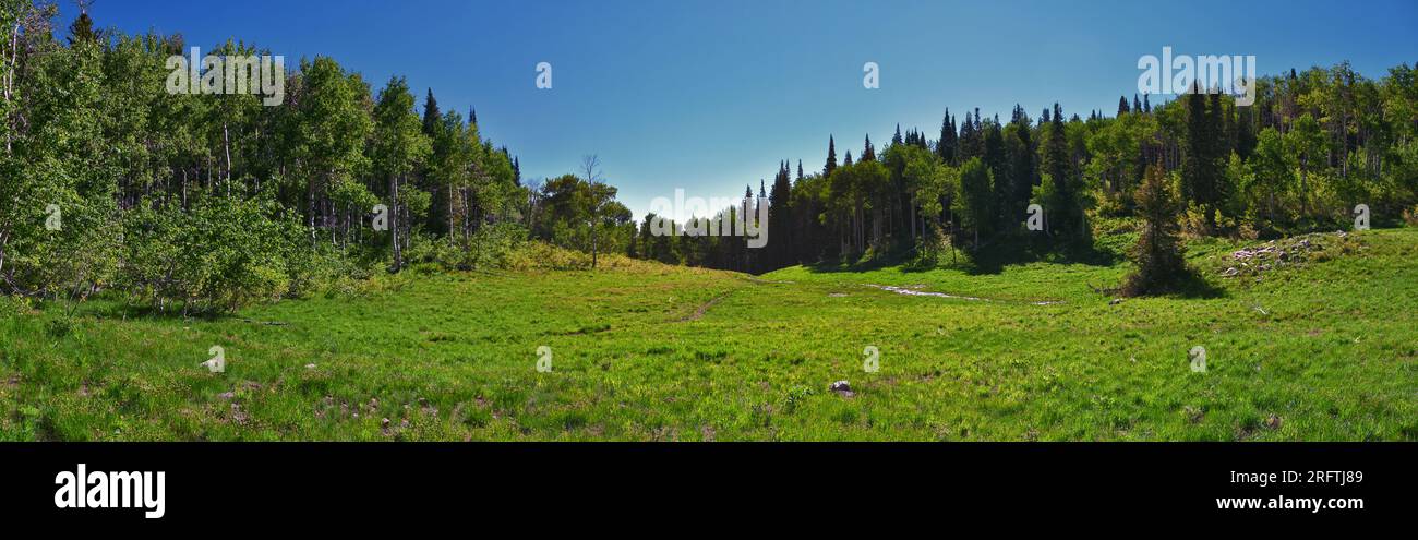 Timpanogos Back Primrose tiene vistas a la ruta de senderismo Horse Spring, Wasatch Rocky Mountains, Utah. Estados Unidos. Foto de stock