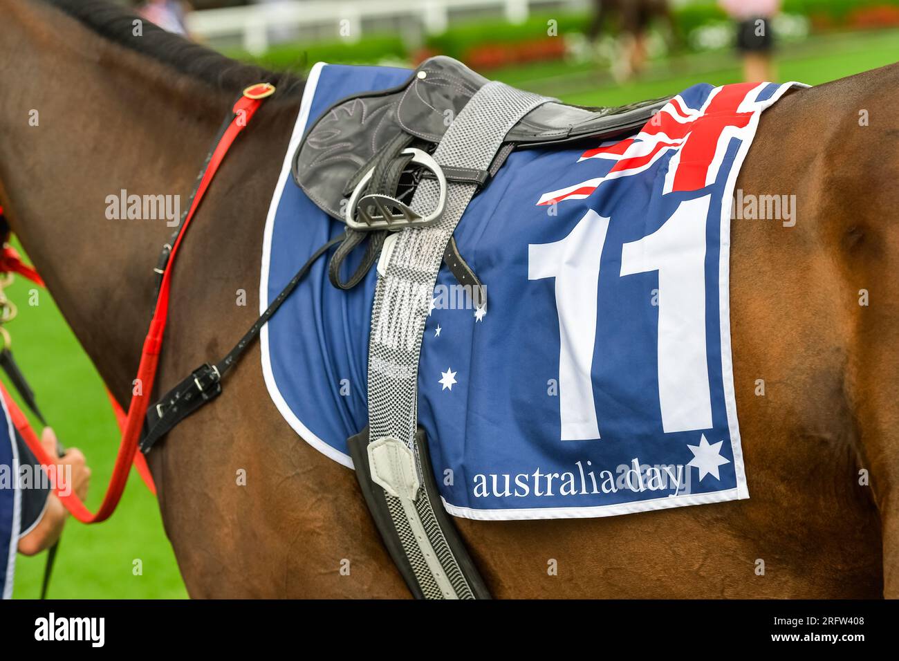 Primer plano de un caballo bajo un sillín de carreras con el número once y los colores del día de australia Foto de stock