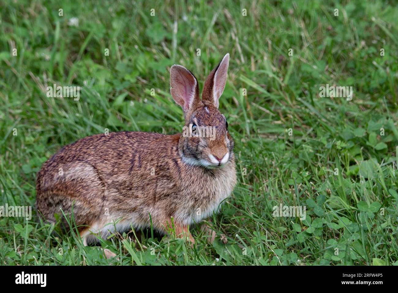 Conejo en el campo abierto mirando a la derecha. Foto de stock