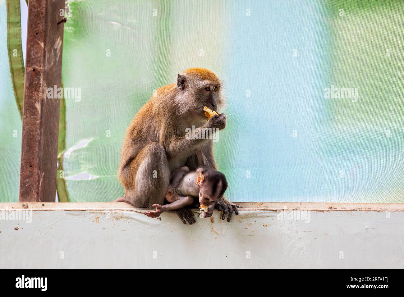 Un bebé macaco de cola larga se aferra a su madre mientras se sientan en la barrera del sitio de construcción de la propiedad de viviendas públicas Waterway Sunrise, Singapur Foto de stock