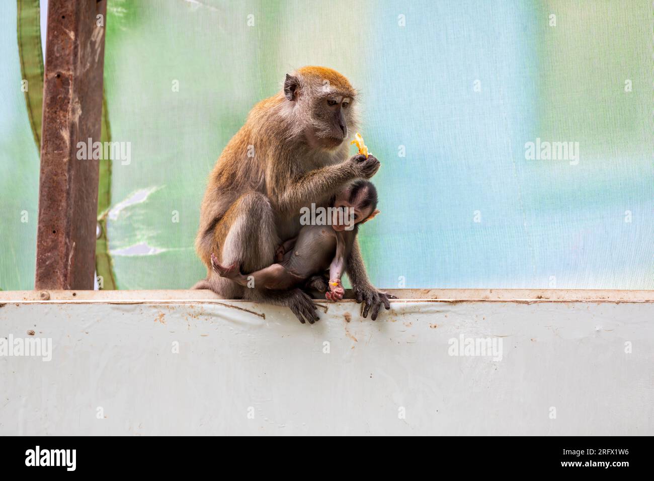 Un bebé macaco de cola larga se aferra a su madre mientras se sientan en la barrera del sitio de construcción de la propiedad de viviendas públicas Waterway Sunrise, Singapur Foto de stock