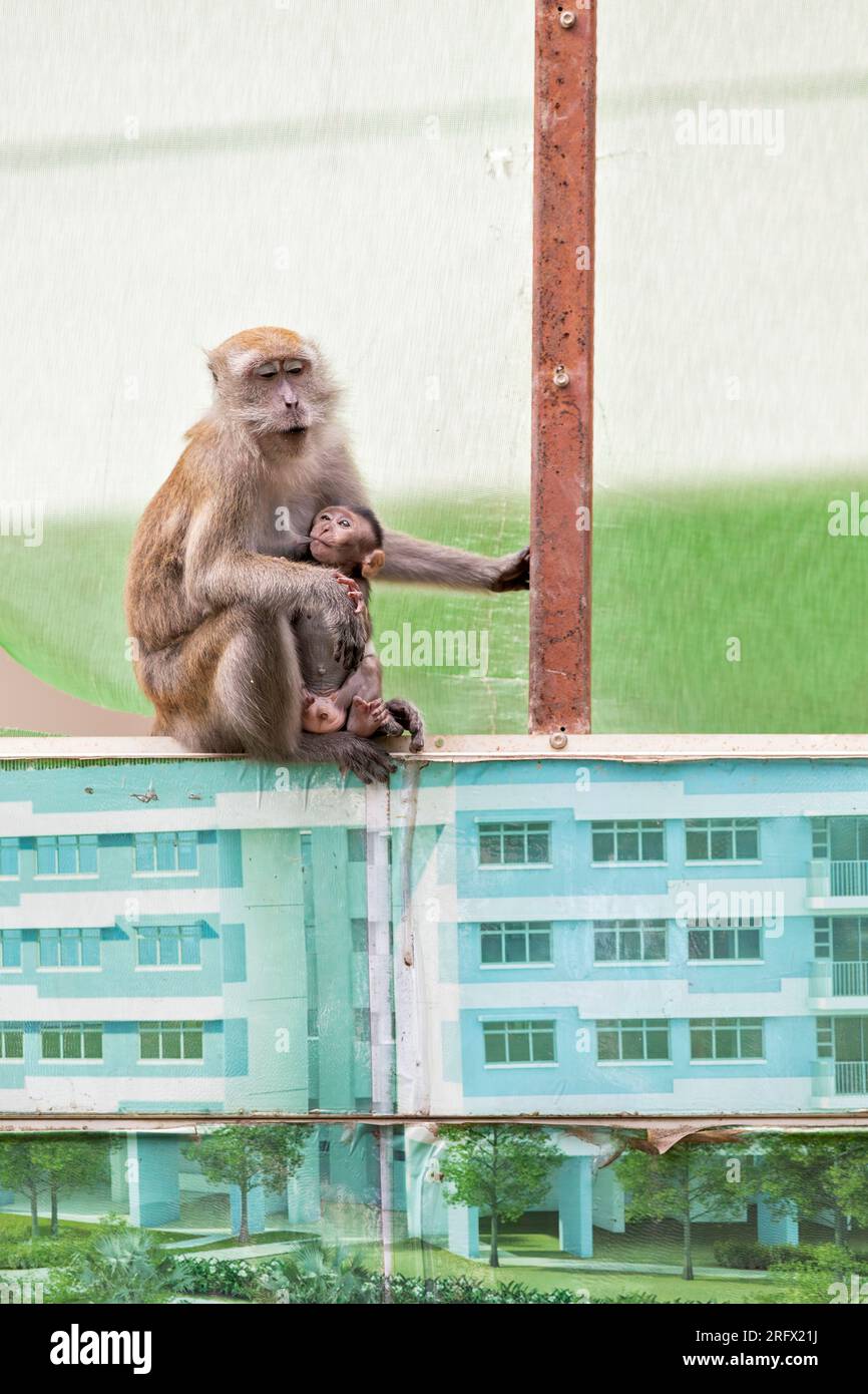 Una hembra macaca de cola larga chupa a su bebé mientras se sientan en la barrera del sitio de construcción de la propiedad de viviendas públicas Waterway Sunrise, Singapur Foto de stock