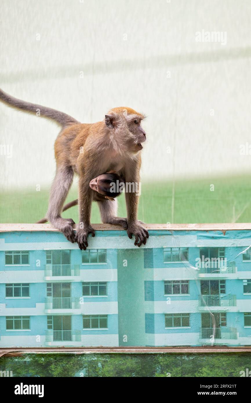 Una macaca hembra de cola larga lleva a su bebé mientras está alerta en la barrera del sitio de construcción de viviendas públicas Waterway Sunrise, Singapor Foto de stock