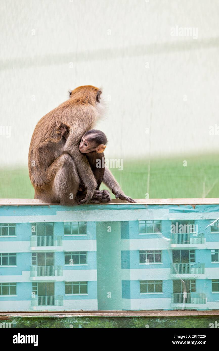 Un bebé macaco de cola larga sostiene a su madre mientras se sientan en la barrera del sitio de construcción de propiedades de vivienda pública Waterway Sunrise, Singapur Foto de stock