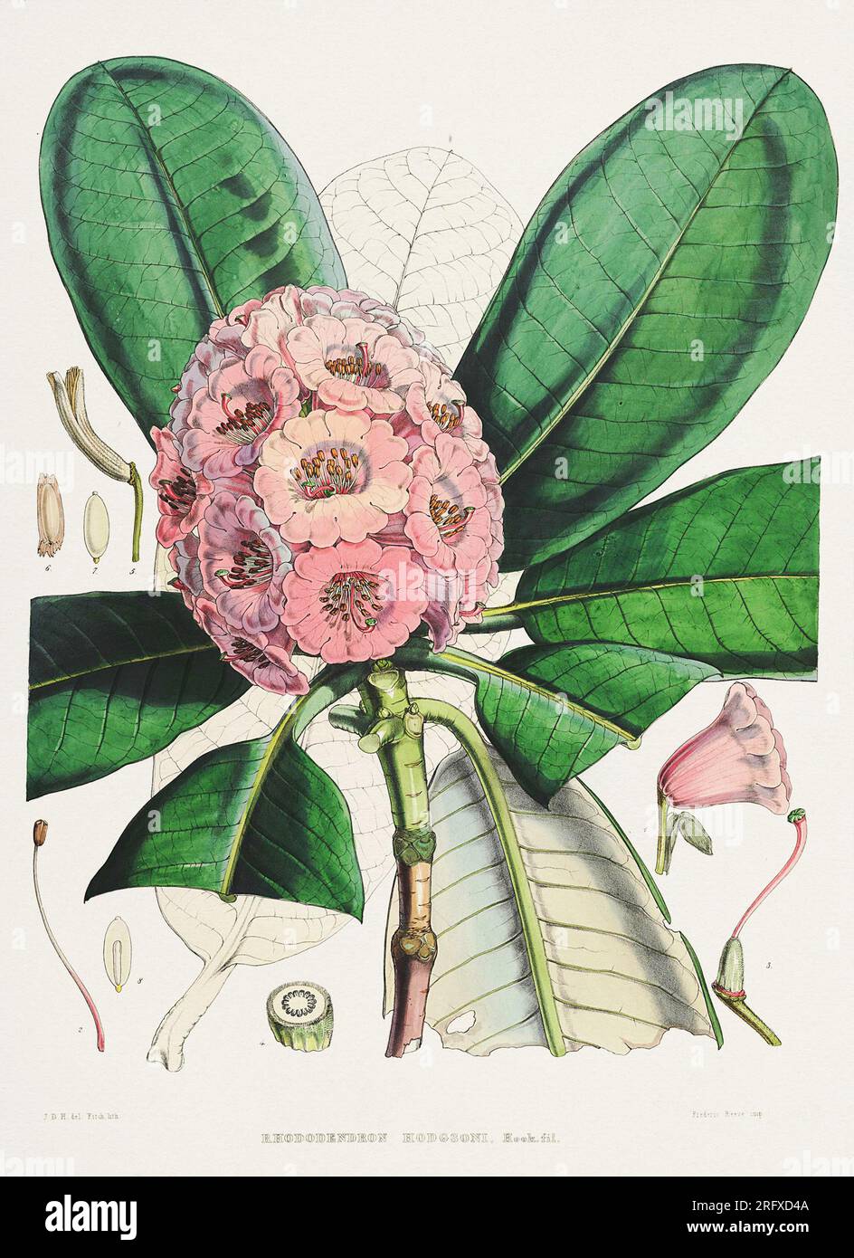 Ilustración de flores de rododendro del Himalaya, ca. 1849 Foto de stock