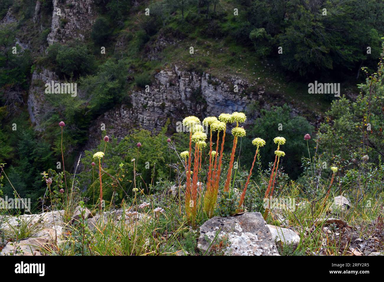 Sedum sediforme en flor que crece entre rocas calcáreas. Foto de stock