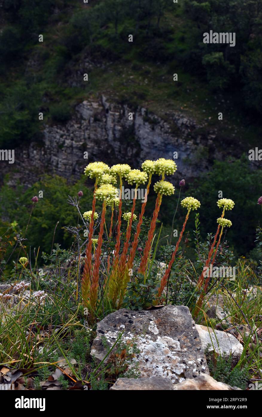 Sedum sediforme en flor que crece entre rocas calcáreas. Foto de stock