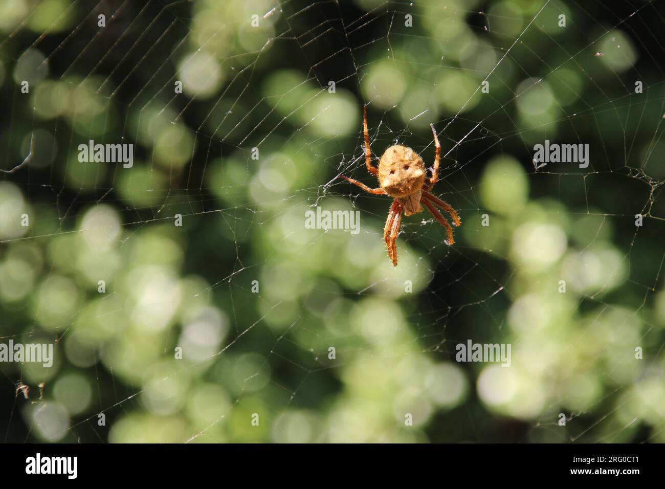 Pequeña, peluda araña marrón teje una red en un jardín de patio trasero. Australia tiene muchas especies de arañas, tanto inofensivas como mortales. Foto de stock