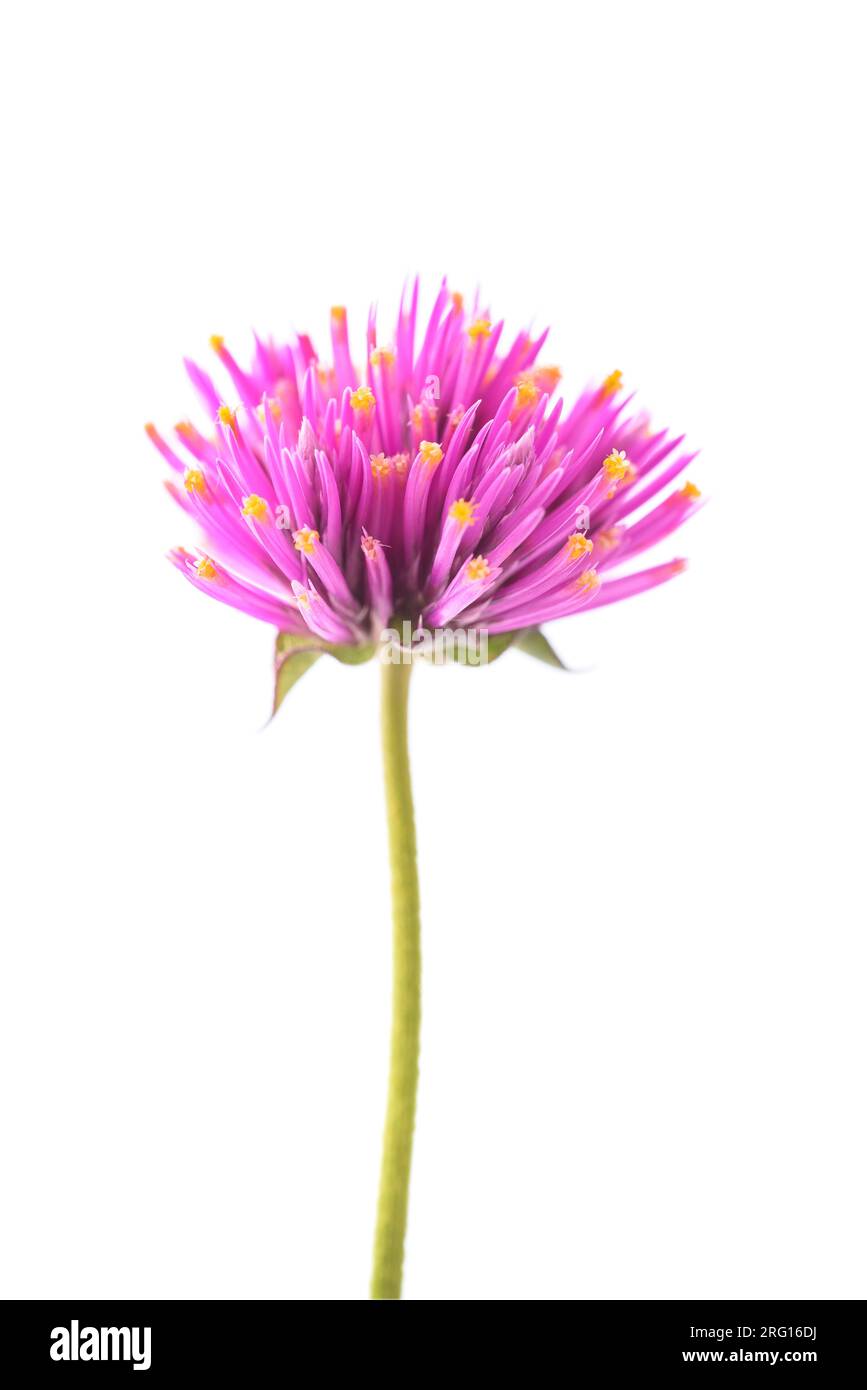 Flores del botón del Bachelor aisladas sobre fondo blanco Foto de stock