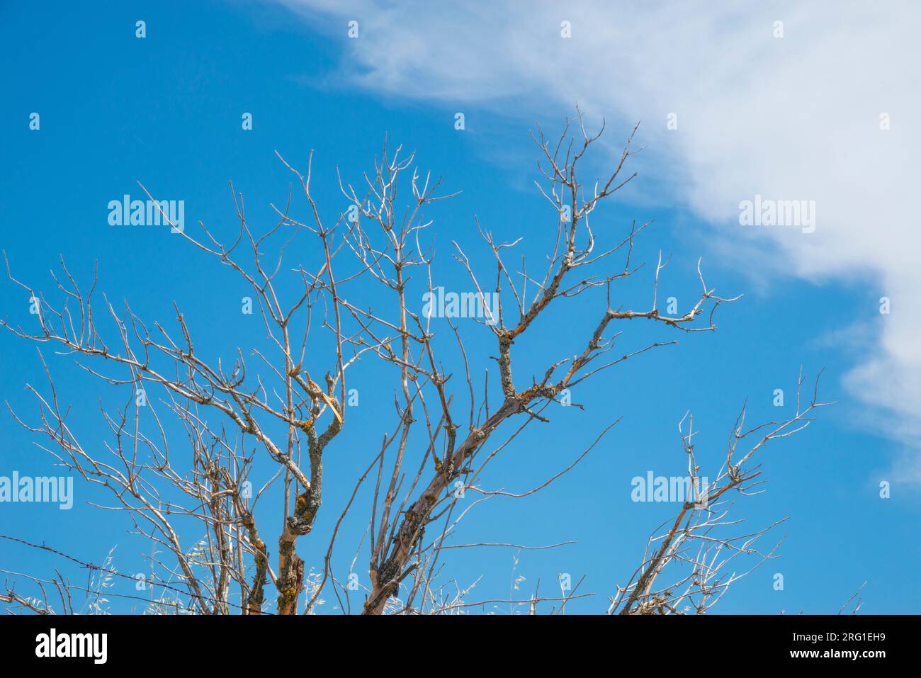 Ramas secas de los árboles contra el cielo azul. Foto de stock
