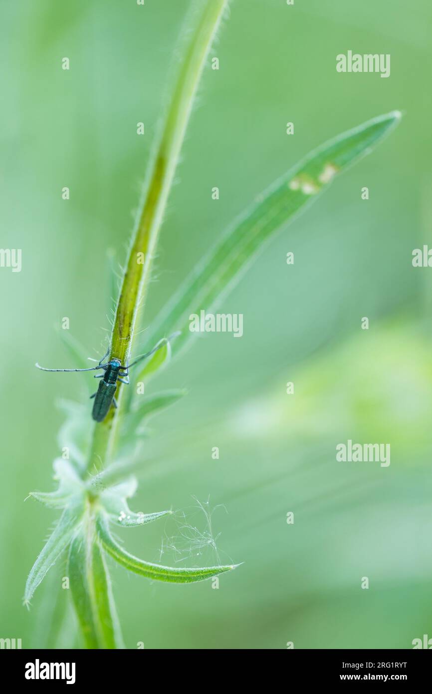 Agapanthia intermedia - Langhaariger Scheckhornbock, Germany (Baden-Württemberg), imago Foto de stock