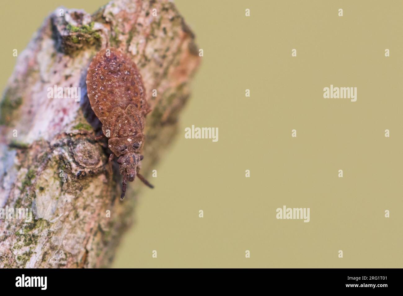 Aradus cinnamomeus - Kiefernrindenwanze, Alemania (Baden-Württemberg), imago Foto de stock