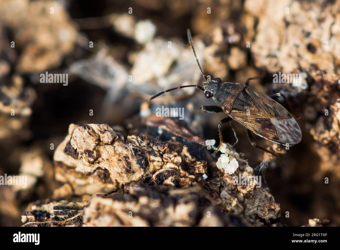 Sphragisticus nebulosus - semilla de color sucio, Alemania, imago Foto de stock