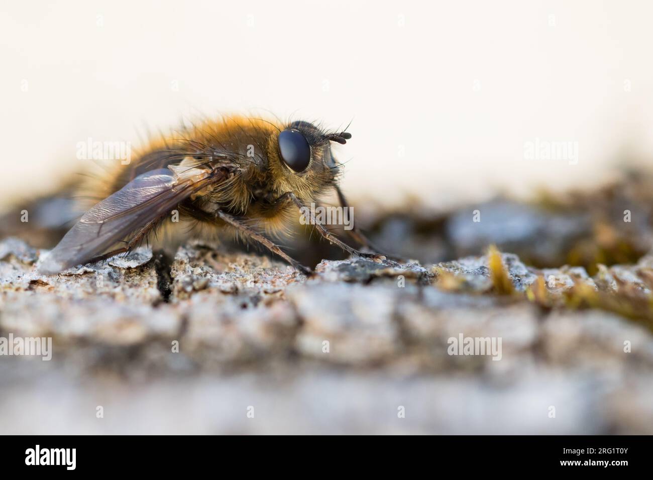 Tachina ursina, Alemania (Baden-Württemberg), imago Foto de stock