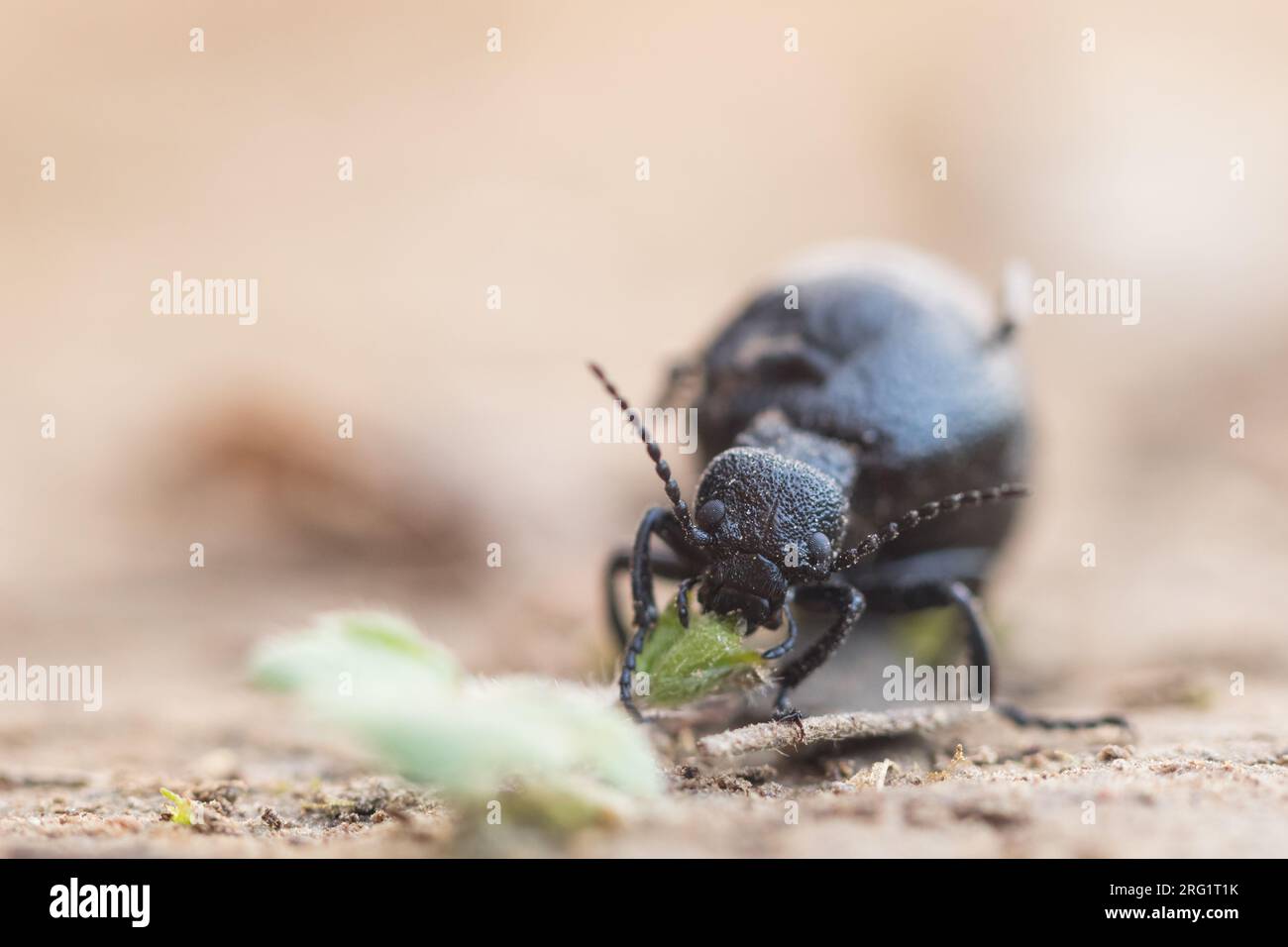 Meloe rugosus - Mattschwarzer Maiwurmkäfer, Alemania (Baden-Württemberg), imago Foto de stock