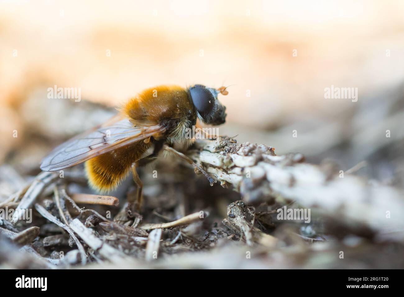 Cheilosia chrysocoma - Pelzige Erzschwebfliege, Germany (Baden-Württemberg), imago Foto de stock