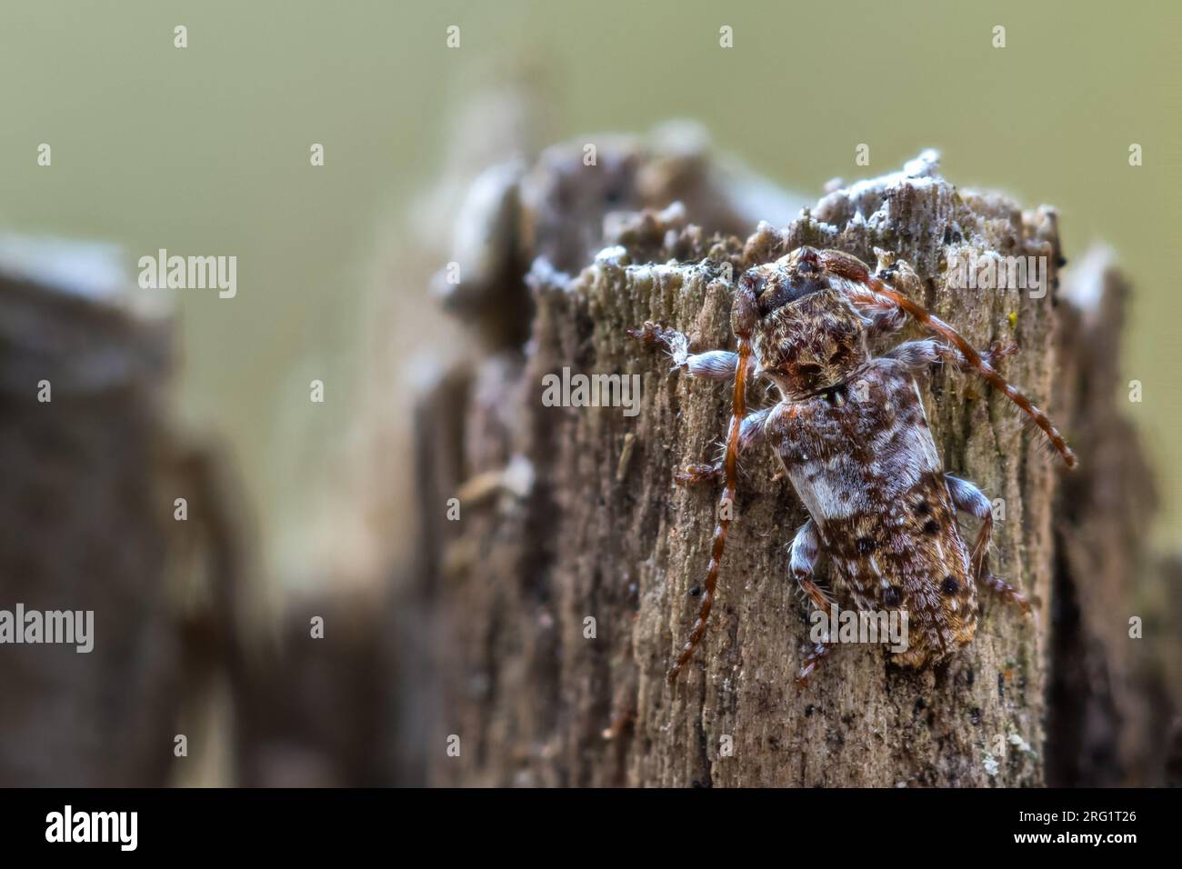 Pogonocherus fasciculatus - Gemeiner Wimperbock, Francia (Alsacia), imago Foto de stock