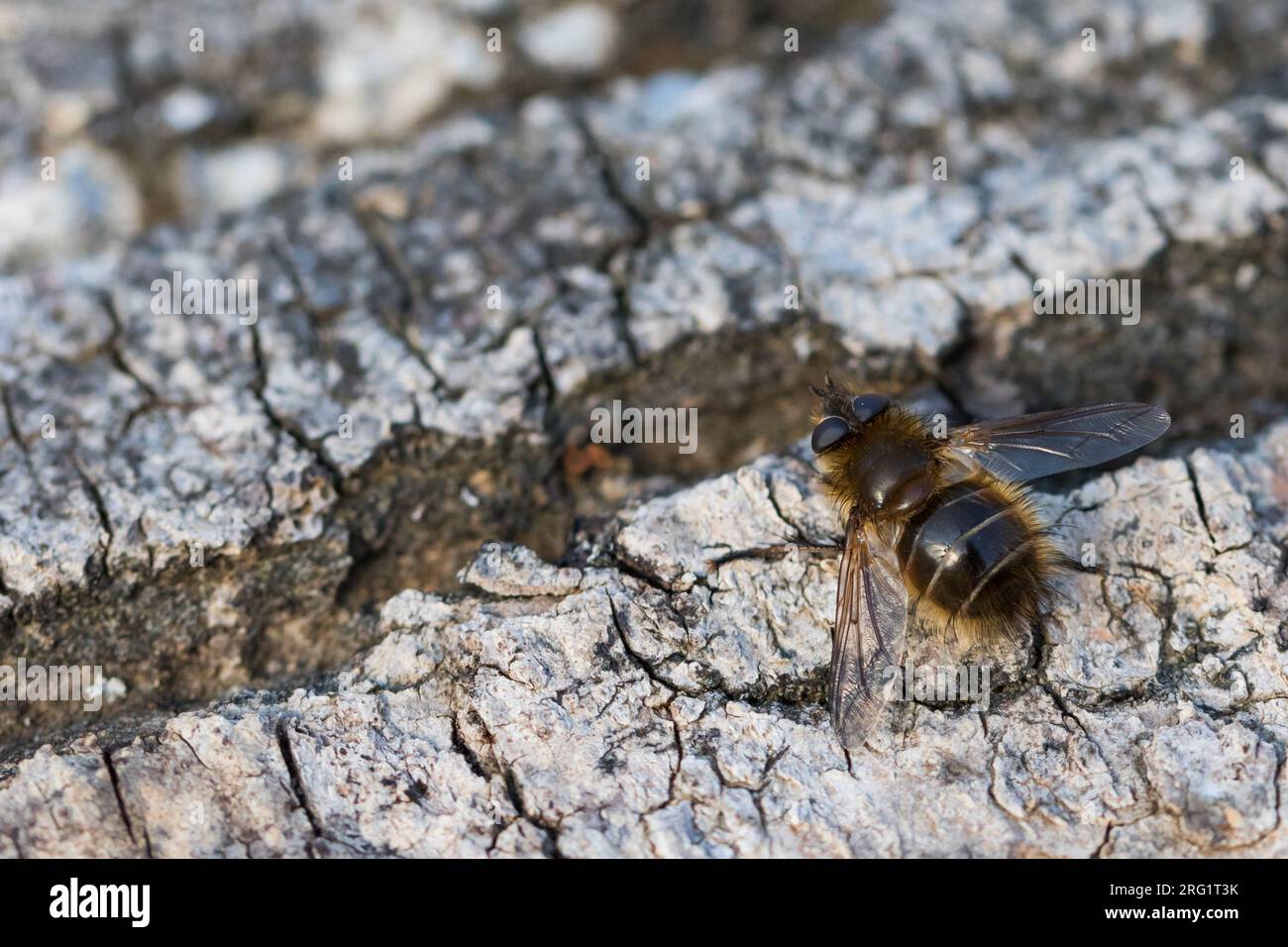 Tachina ursina, Alemania (Baden-Württemberg), imago Foto de stock