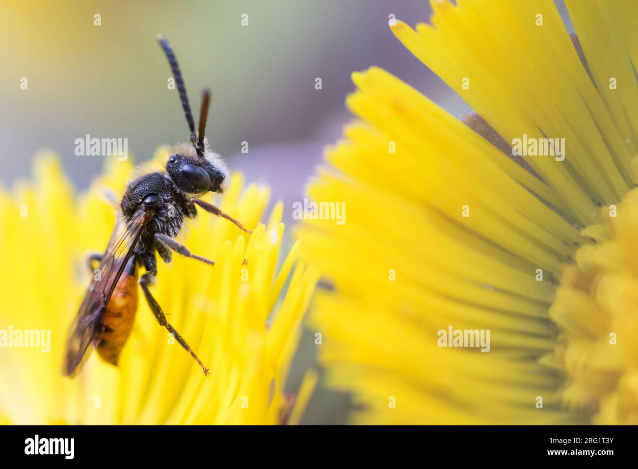 Nomada fabriciana - Rotschwarze Wespenbiene, Germany (Baden-Württemberg), imago Foto de stock