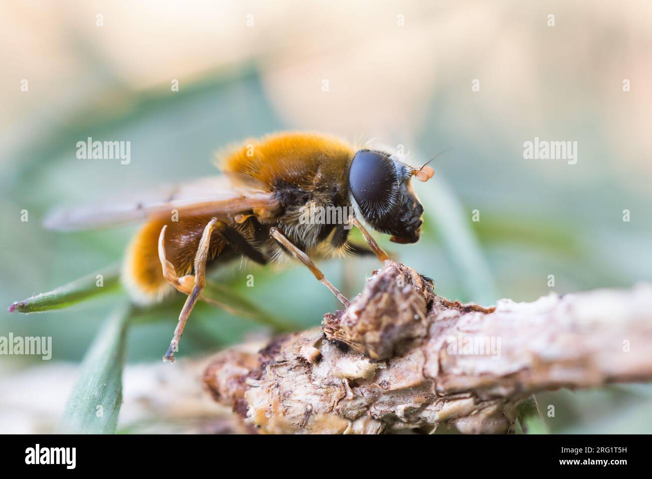 Cheilosia chrysocoma - Pelzige Erzschwebfliege, Germany (Baden-Württemberg), imago Foto de stock