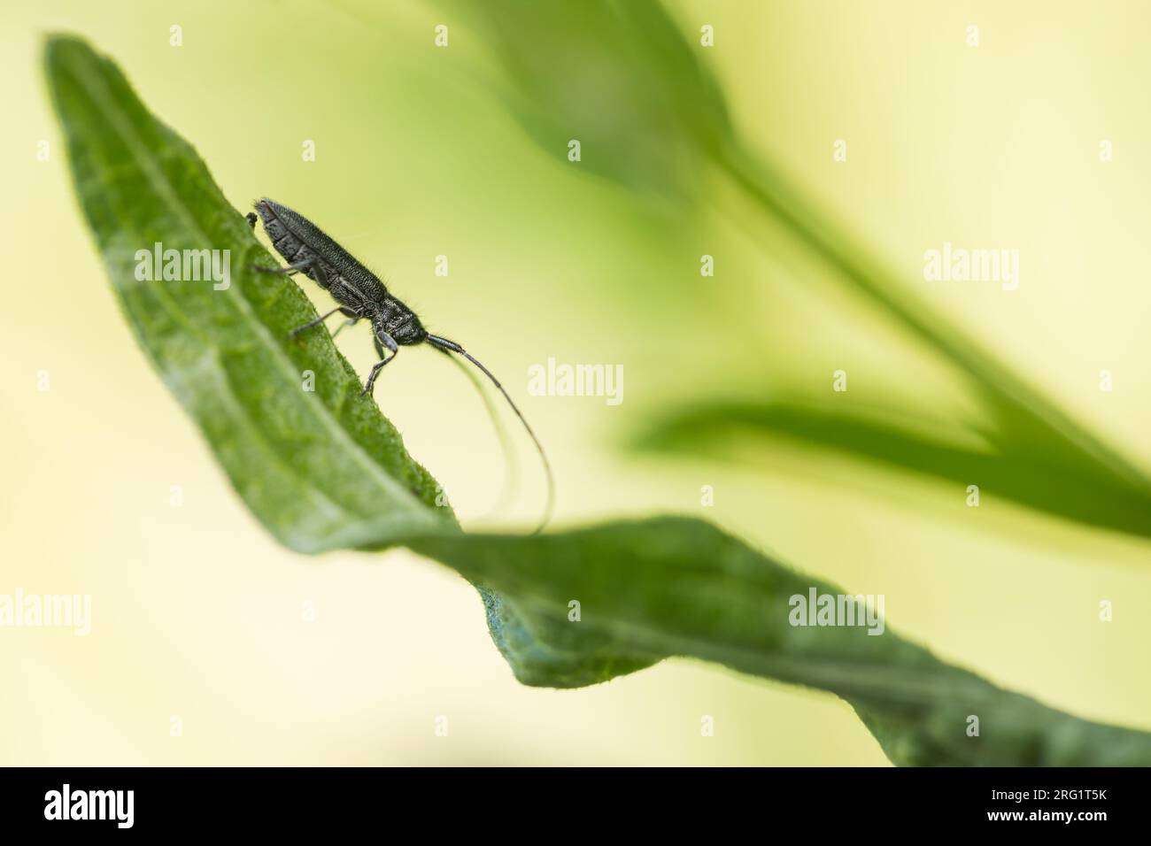 Agapanthia cardui - Weißstreifiger Distelbock, Germany (Baden-Württemberg), imago Foto de stock