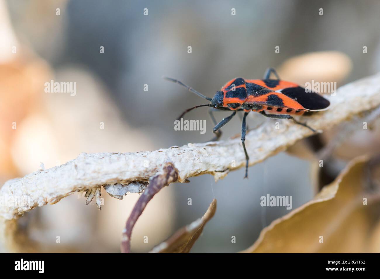 Tropidothorax leucopterus - Schwalbenwurzwanze, Germany (Baden-Württemberg), imago Foto de stock