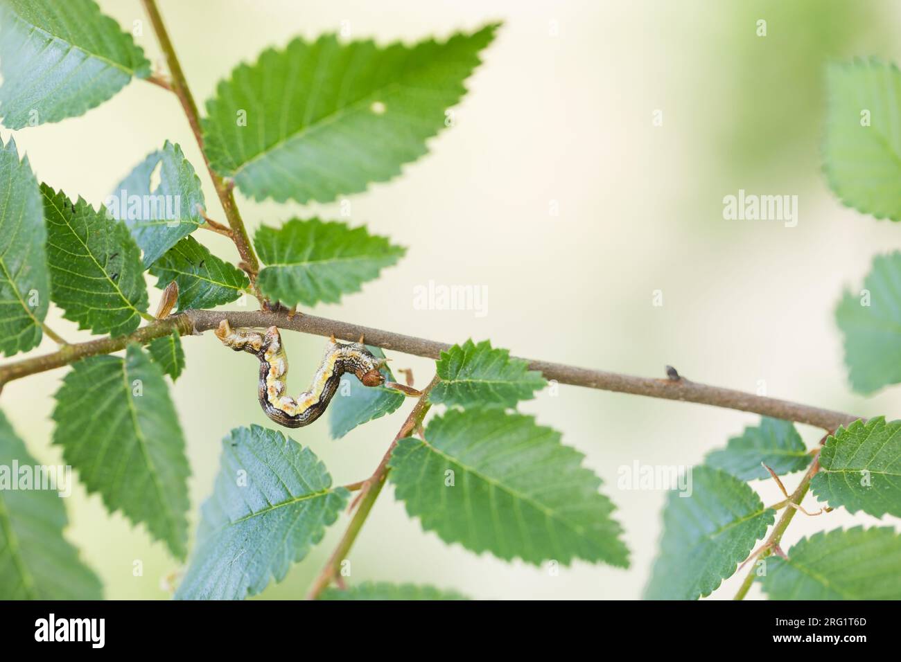 Erannis defoliaria - umber moteado - Großer Frostspanner, Alemania (Baden-Württemberg), larvas Foto de stock