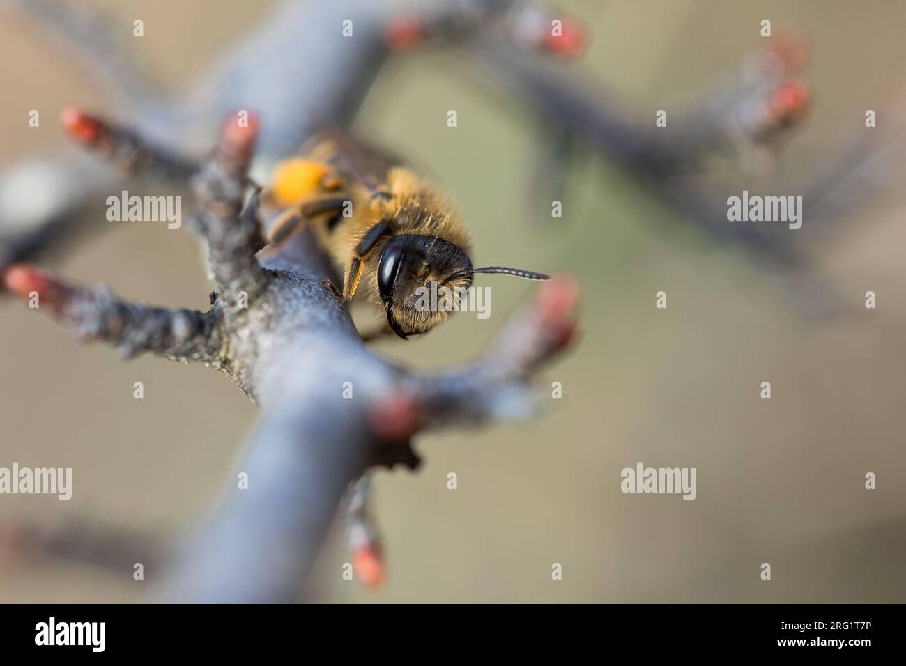 Andrena flavipes - Gemeine Sandbiene, Francia (Alsacia), imago, mujer Foto de stock