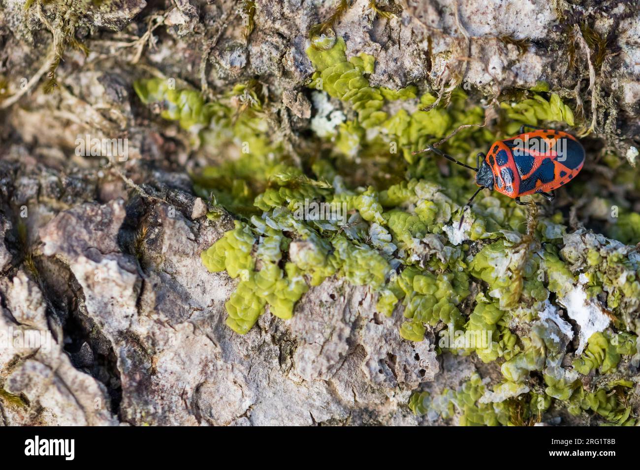 Eurydema dominulus - Zierliche Gemüsewanze, Germany (Baden-Württemberg), imago Foto de stock