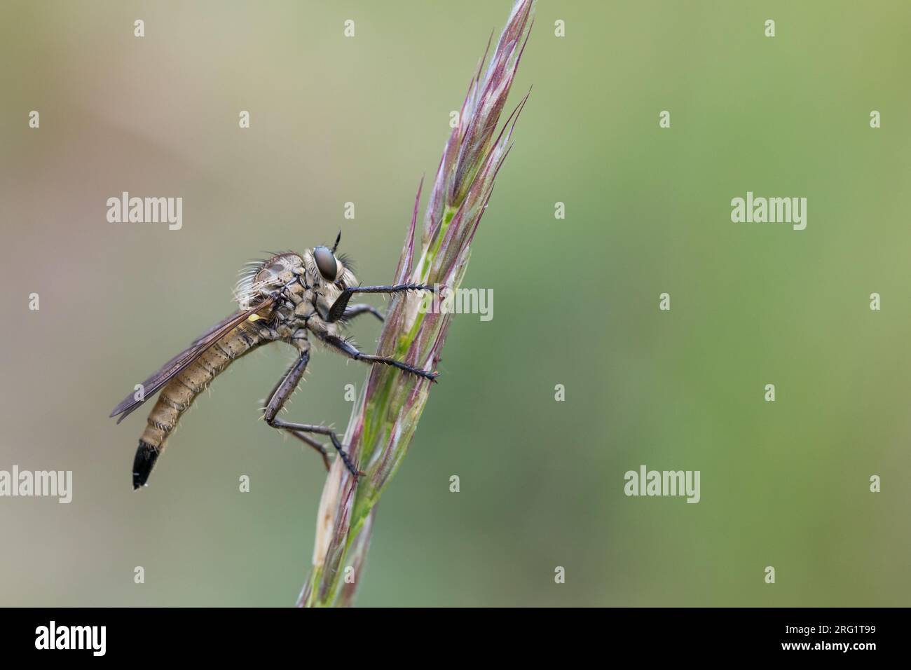 Dysmachus fuscipennis - Kerbzangen-Raubfliege, Germany (Baden-Württemberg), imago, mujer Foto de stock