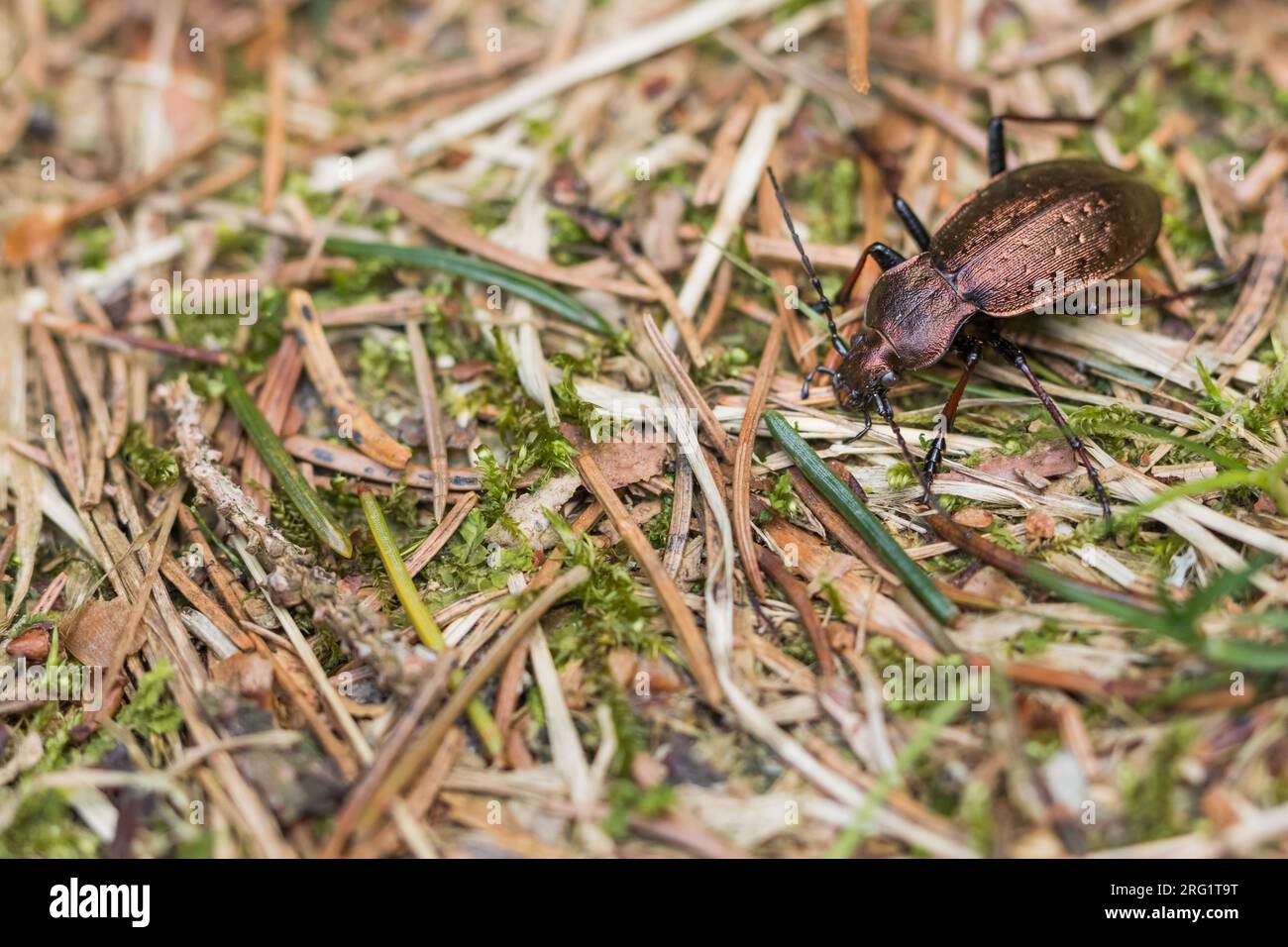 Carabus silvestris - Bergwald-Laufkäfer, Alemania (baden-Württemberg), imago, masculino Foto de stock