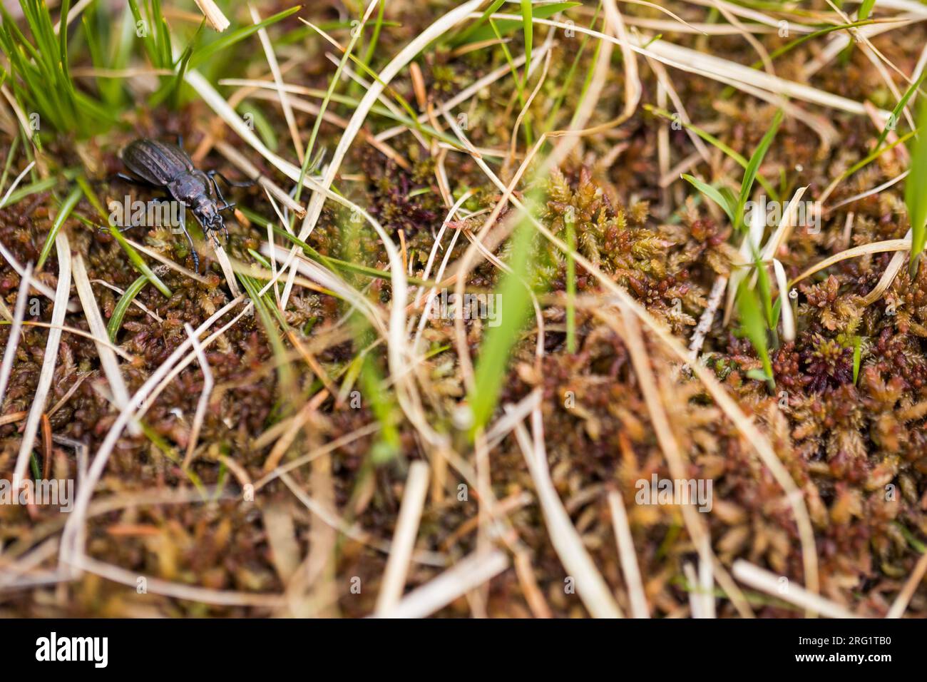 Carabus ménétriesi - Hochmoor-Laufkäfer, Alemania (Baviera), imago, masculino Foto de stock