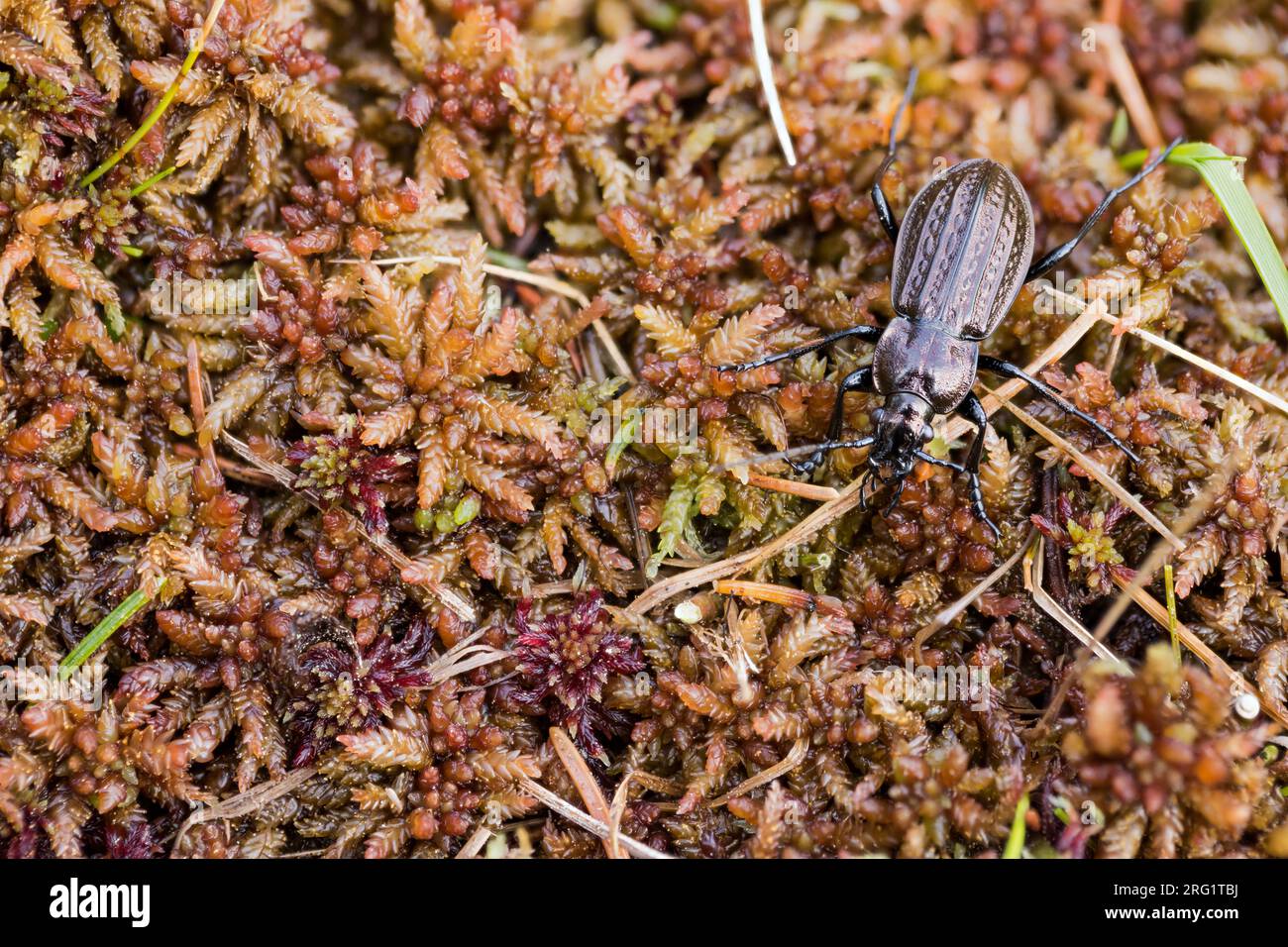 Carabus ménétriesi - Hochmoor-Laufkäfer, Alemania (Baviera), imago, masculino Foto de stock