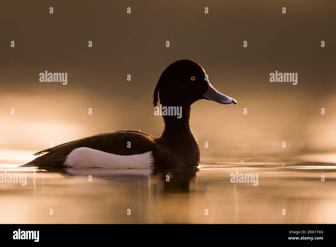 Macho adulto Pato Tufted (Aythya fuligula) en Alemania (Niedersachsen). Natación con retroiluminación. Foto de stock