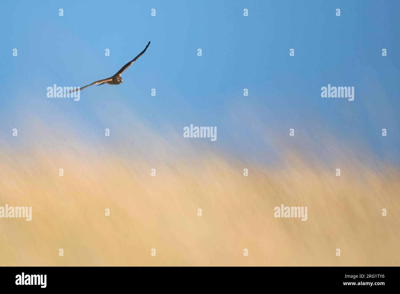 Primer invierno Hen Harrier (Circo cyaneus) sobrevolando dunas coatales en Alemania (Niedersachsen). Foto de stock