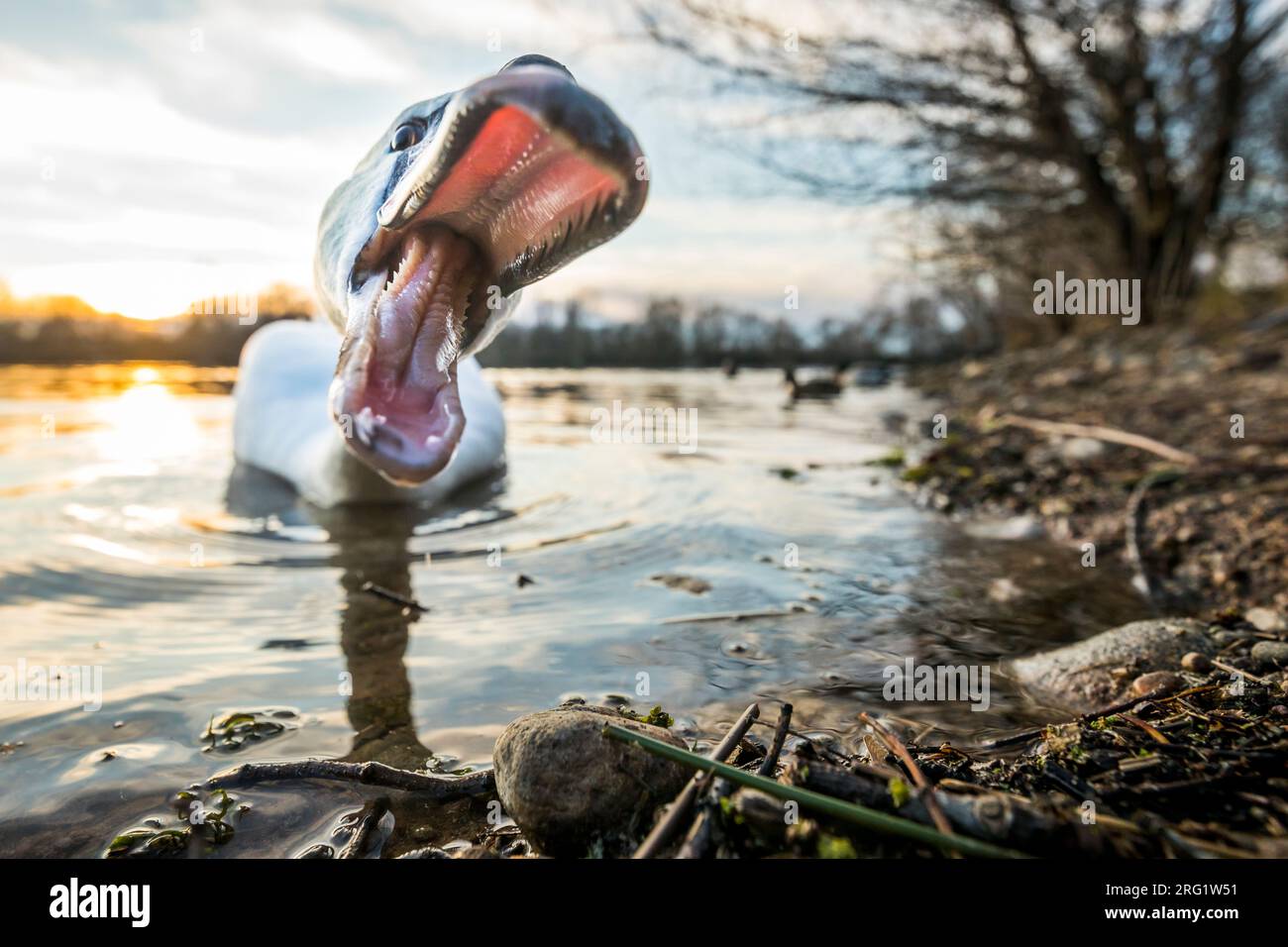 Adulto Mute Swan (Cygnus olor) nadando en un lago en Alemania (Baden-Württemberg). Foto de stock