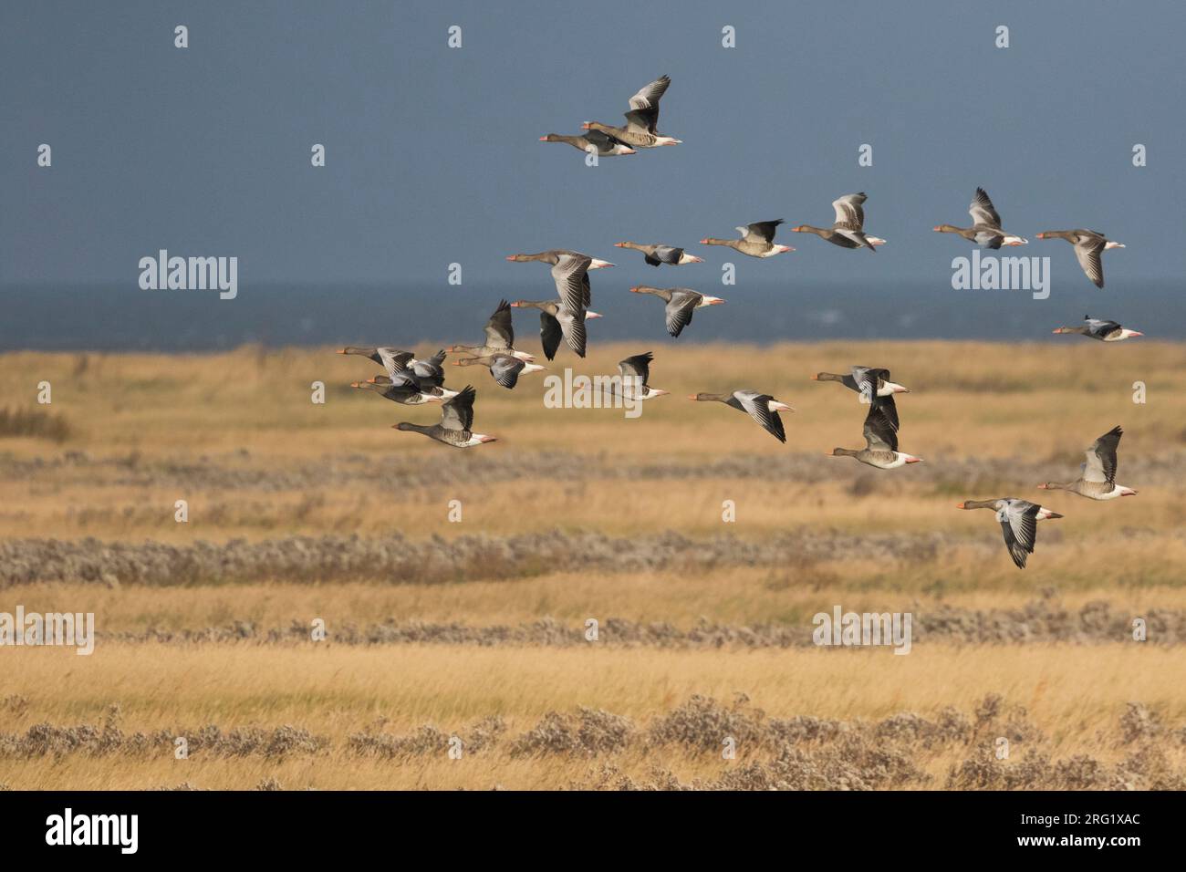 Greylag Goose - Graugans - Anser anser ssp. anser, Alemania (Niedersachsen), emigrando Foto de stock