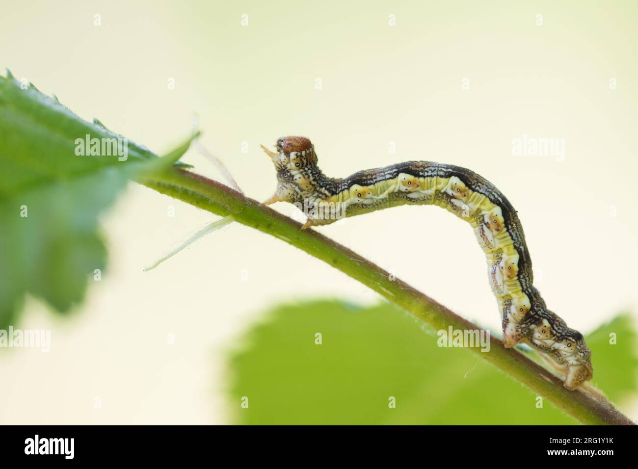 Erannis defoliaria - umber moteado - Großer Frostspanner, Alemania (Baden-Württemberg), larvas Foto de stock