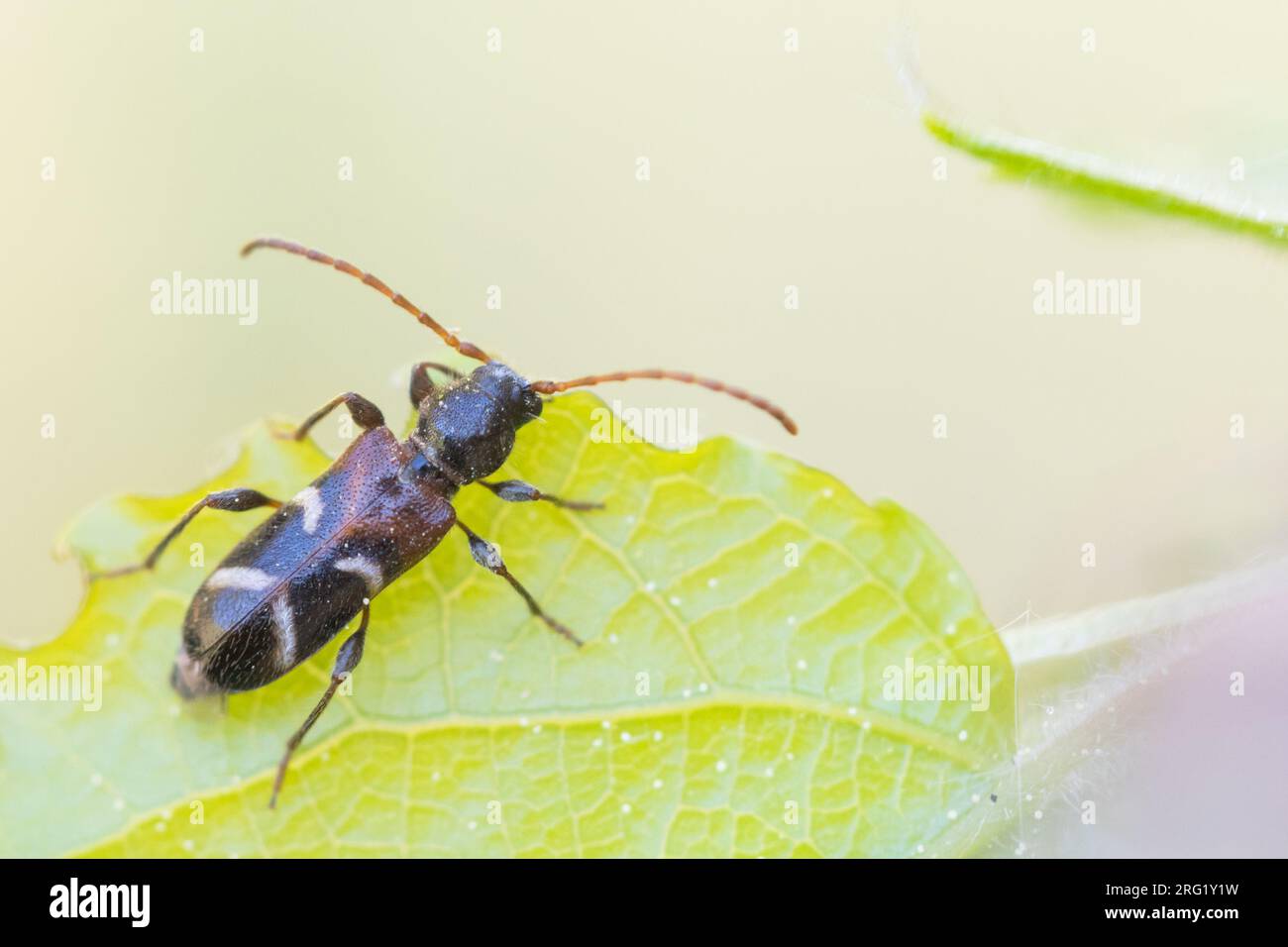 Poecilium alni - Kleine Schönbock, Alemania (Baden-Württemberg), imago Foto de stock