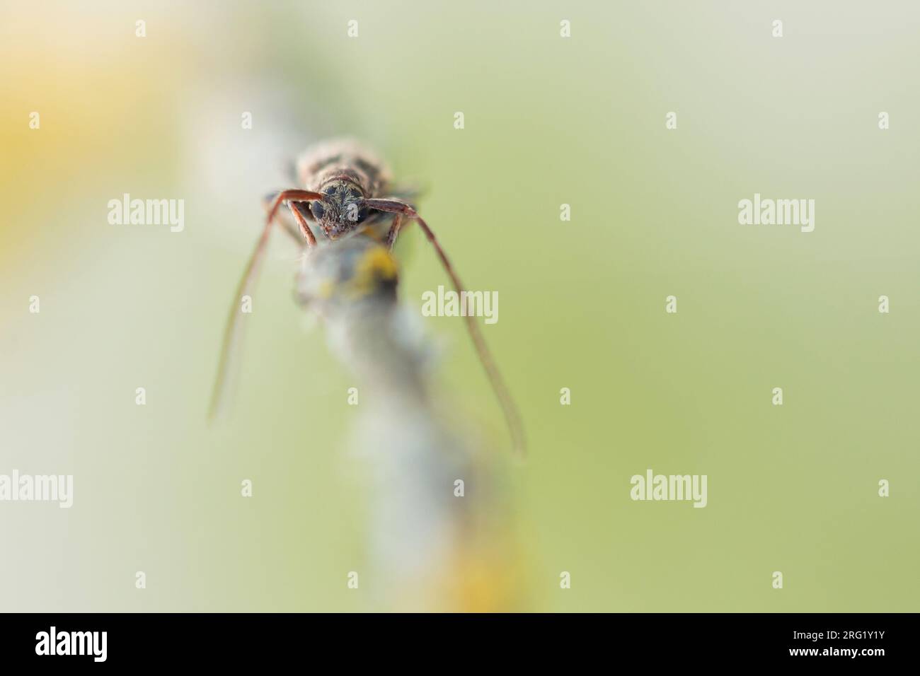 Exocentrus punctipennis - Rüstern-Wimpernbock, Alemania (Baden-Württemberg), imago Foto de stock