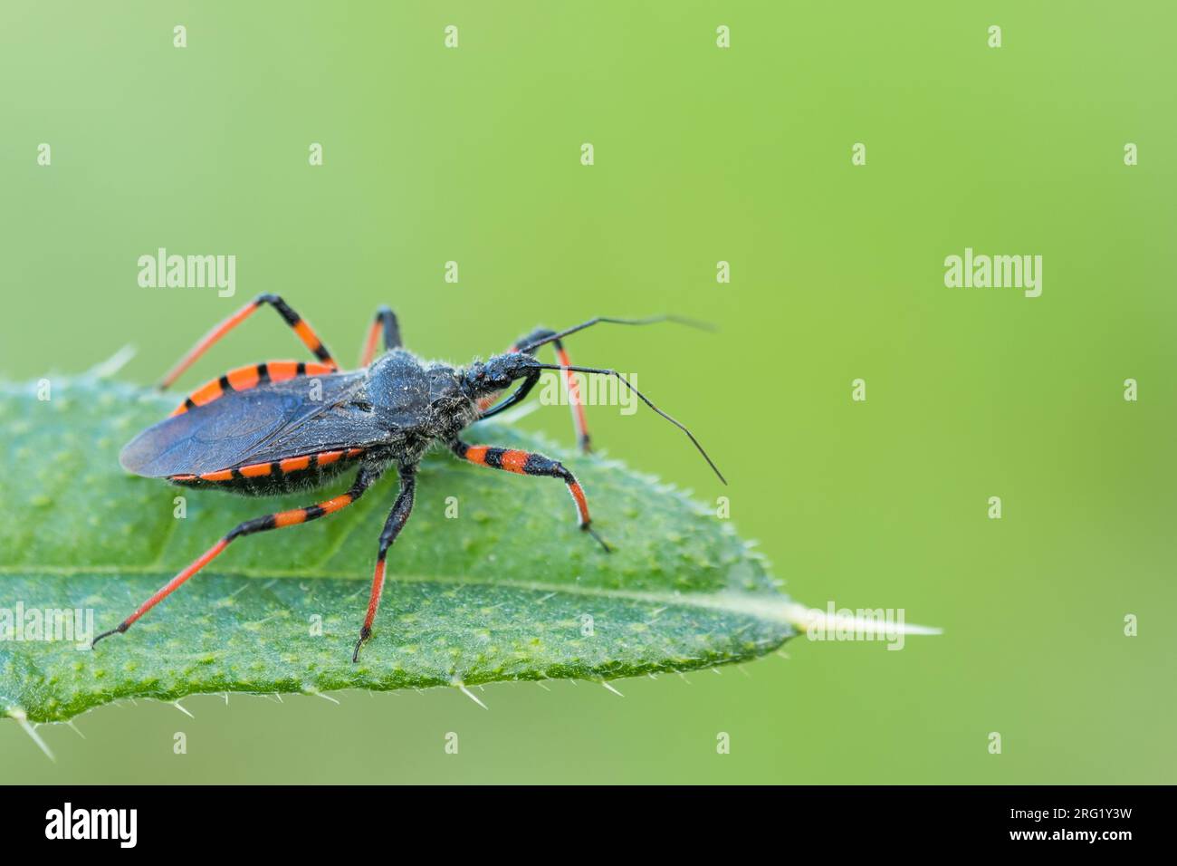 Rhynocoris annulatus - Geringelte Mordwanze, Alemania (Baden-Württemberg), imago Foto de stock