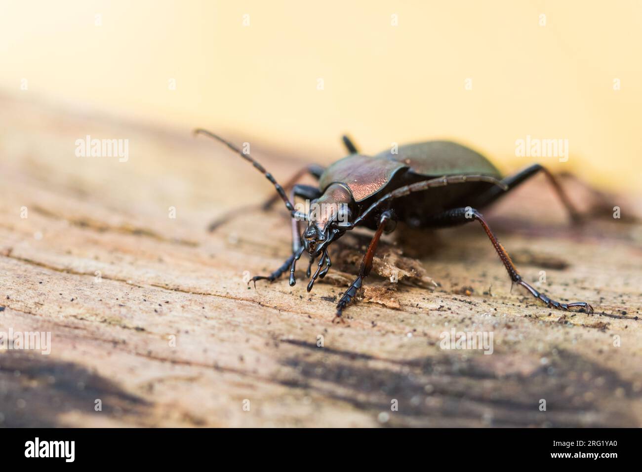 Carabus silvestris - Bergwald-Laufkäfer, Alemania (baden-Württemberg), imago, masculino Foto de stock