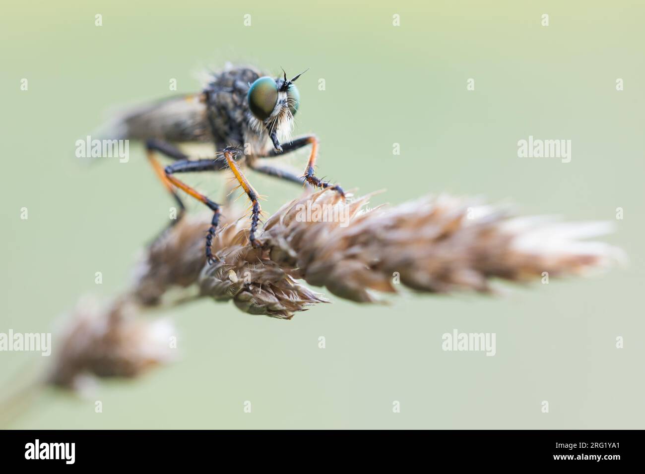 Neoitamus cothurnatus - Knoten-Strauchdieb, Germany (Baden-Württemberg), imago Foto de stock