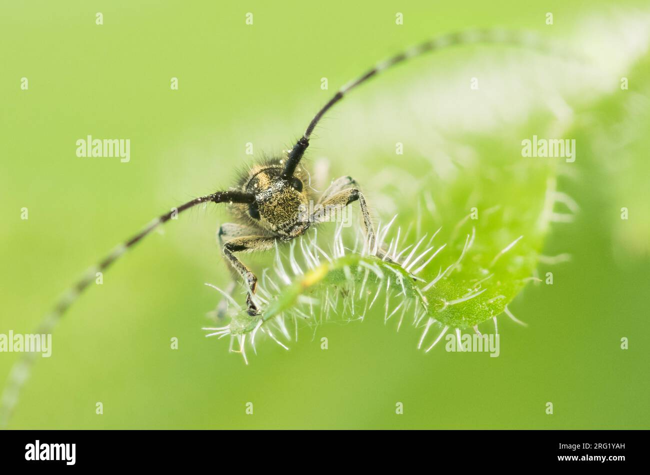 Agapanthia cardui - Weißstreifiger Distelbock, Germany (Baden-Württemberg), imago Foto de stock