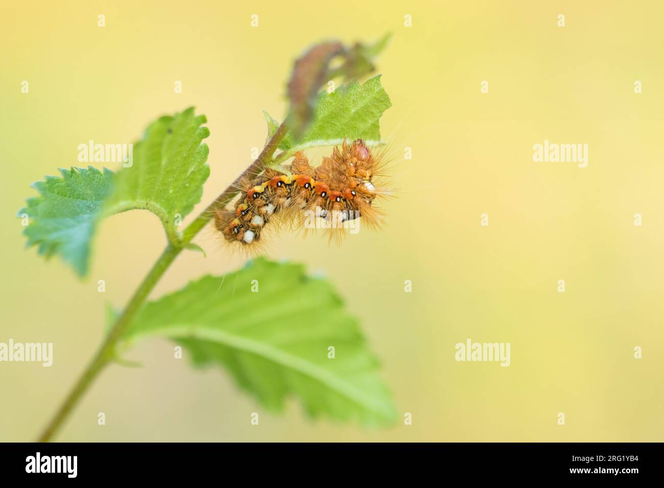 Acronicta rumicis - Polilla de la hierba del nudo - Ampfer-Rindeneule, Alemania (Baden-Württemberg), caterpillar Foto de stock