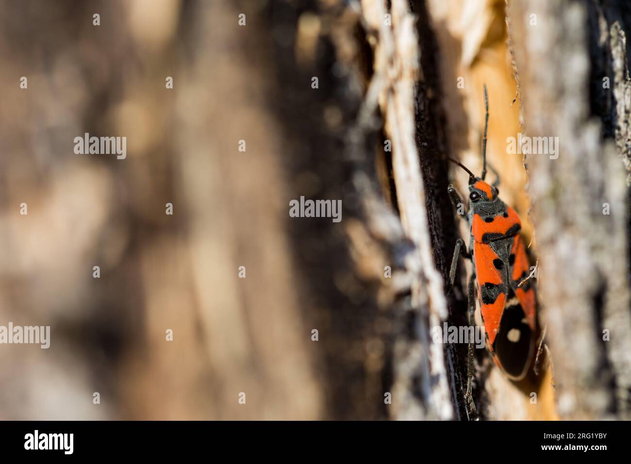 Lygaeus equestris - Bichón negro y rojo - Ritterwanze, Alemania (Baden-Württemberg), imago Foto de stock