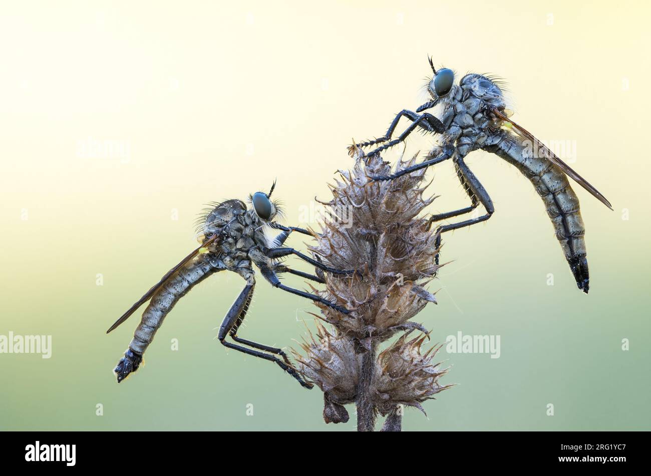 Dysmachus fuscipennis - Kerbzangen-Raubfliege, Alemania (Baden-Württemberg), imago, par Foto de stock