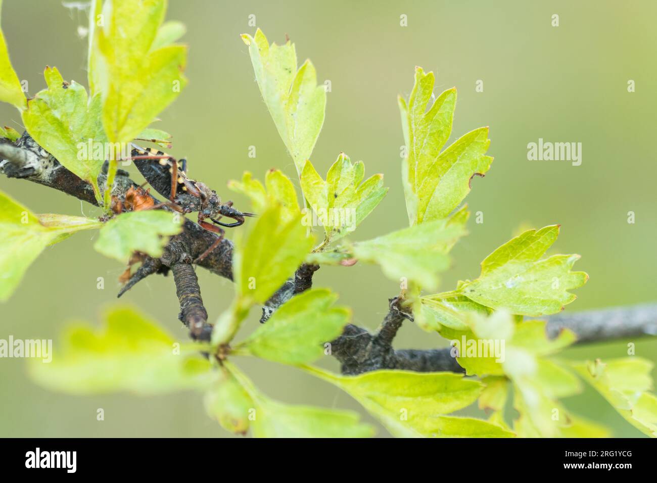 Rhynocoris erythropus - Mediterrane Mordwanze, Alemania (Baden-Württemberg), imago Foto de stock