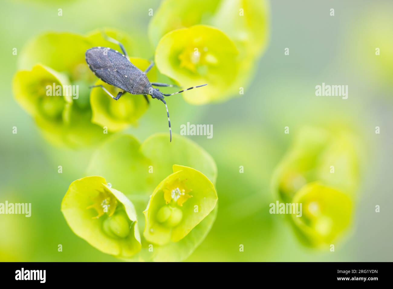 Dicranocephalus medius, Alemania (Baden-Württemberg), imago Foto de stock